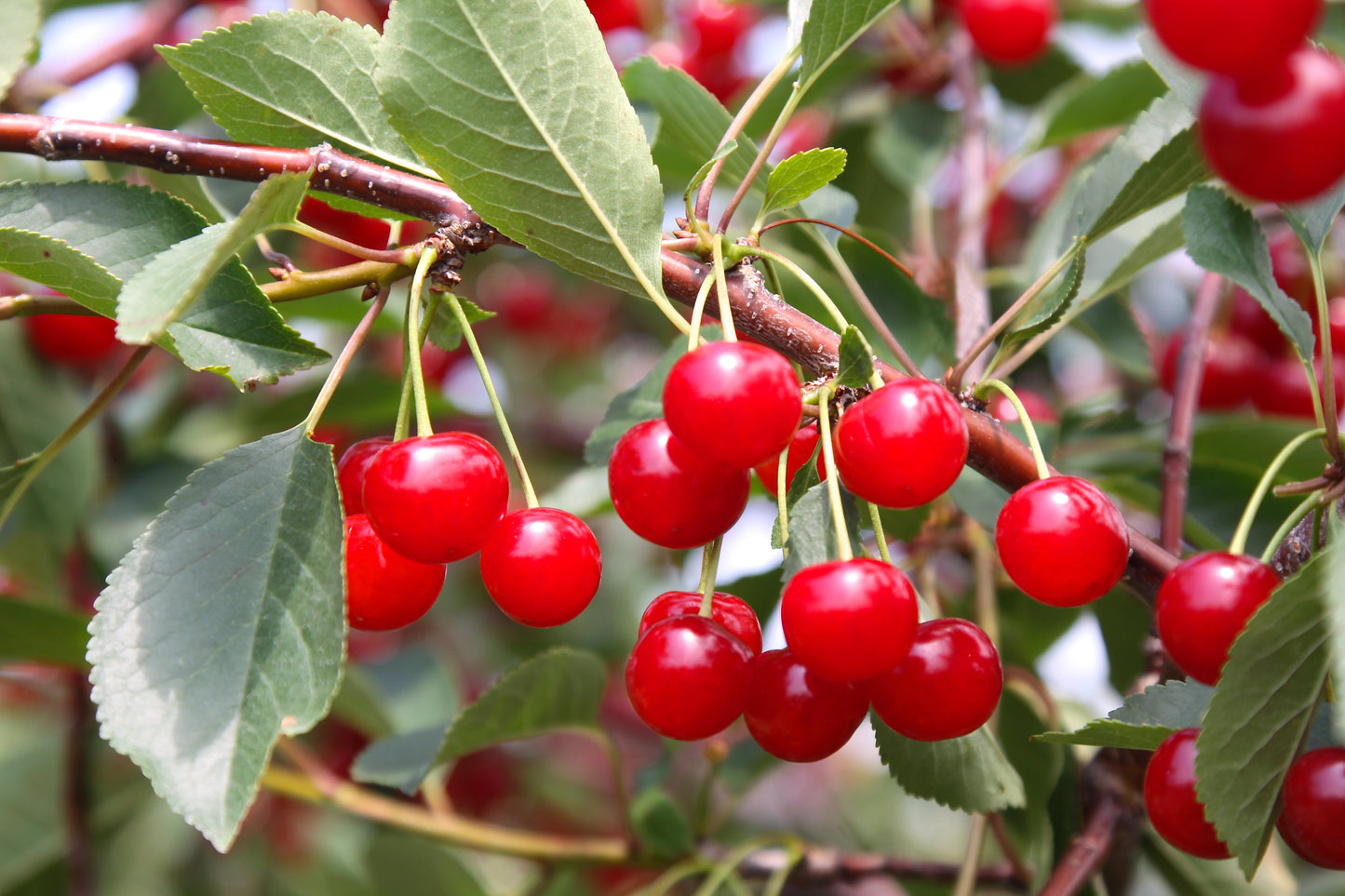 Cherry Pie