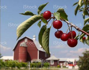 Grandma Ardath's Apple Pie | 10 Inch | Mayville pick-up